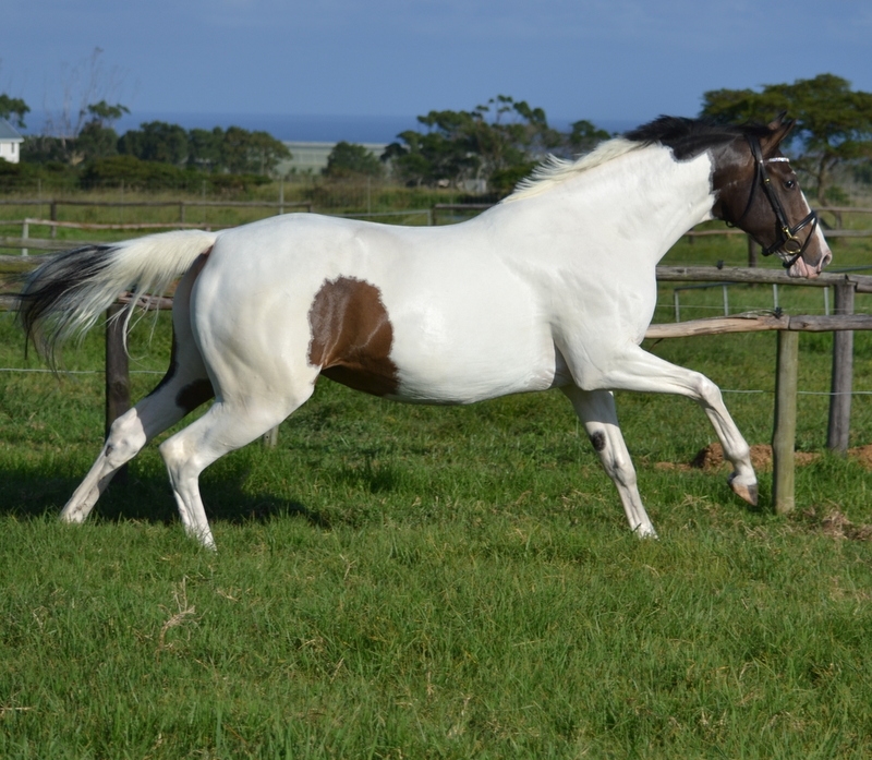 Piebald horse cantering in a grassy paddock with wooden fence, coastline and trees in background, dynamic mood